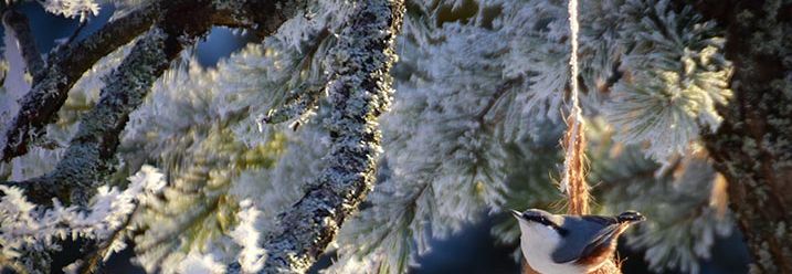 ein Vogel sitzt auf einem Baum voller Schnee